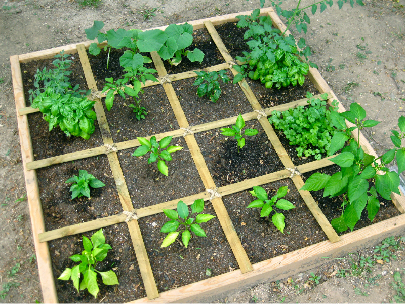 Square-foot gardening layout with plants thriving in a raised bed